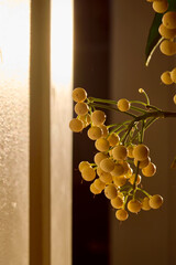 Abstract background with house plant berries.