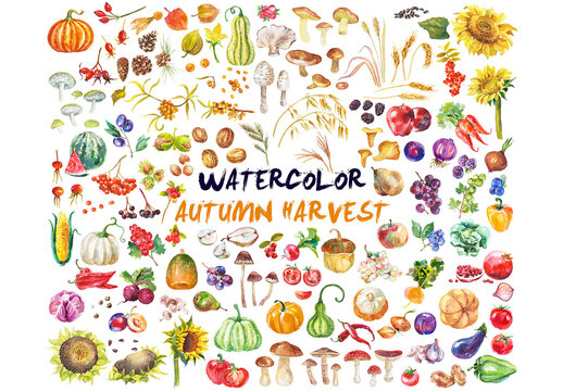 Abstract watercolor collection of autumn fruits and vegetables. Hand drawn nature design elements isolated on white background.
