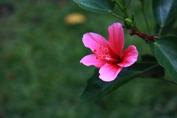 Fresh Pink Hibiscus Fragilis Flowers