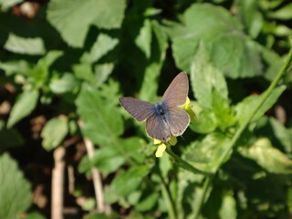Male Lang's short-tailed blue, also known as common zebra blue (Leptotes pirithous) feeding on...