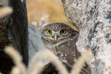 a little owl looking at you