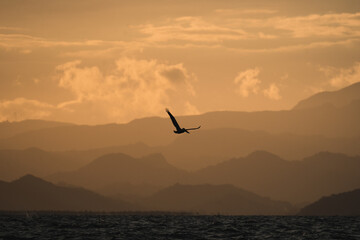 Pelican flying through a sunset scene with mountains in the backround.  Punta Chame, Panama.