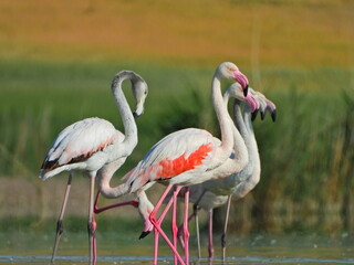 A group of greater flamingos. I waited in camoflouge lying beside a lake for 6 hours to take this photograph