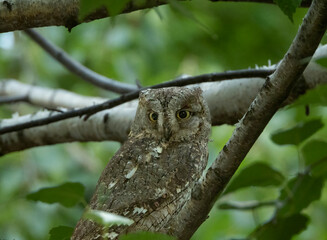 an eurasian scop owl, a species of owl