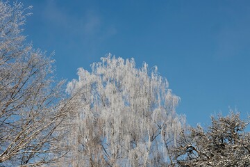 trees in winter