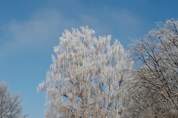 trees in winter