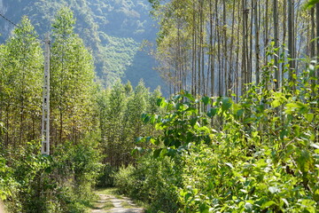 Fototapeta premium Family Camping in the middle of nature in Northern Vietnam