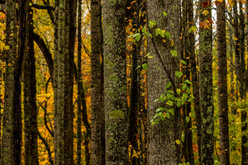 Ivy Growing Up Trunk of Tree With Forest In The Background