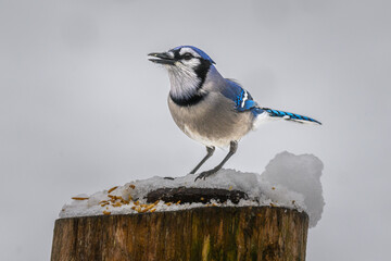 Birds coming to our feeders in December in Windsor in Upstate NY.  Snow and cold bring more and more birds to the feeders in our Backyard.   Bright Blue Bluejay in snow.