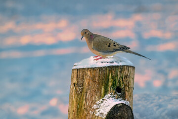Birds coming to our feeders in December in Windsor in Upstate NY.  Snow and cold bring more and...