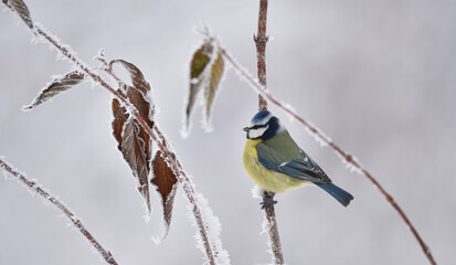 Blaumeise im Winter auf gefrorenem Zweig 