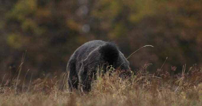 A brown bear male searching food at the edge of the meadow surrounded by mountain forest. 4k video. 