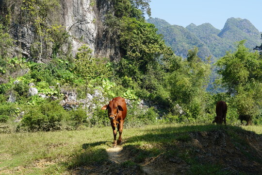 A cow in the middle of nature in Nothern Vietnam, Southeast Asia