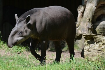 An  tapir walking to look for food