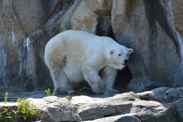 A polar bear on rocks