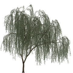 weeping willow tree on isolated empty background