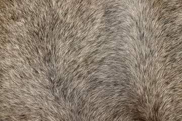 Close-up of a horse skin texture. Horsehair.
