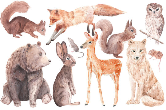 set of animals, watercolor woodland animals set, 
deer, fox, wolf, bear, owl, mice, squirrels