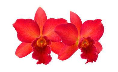 Orchid Flower isolated on transparent png
