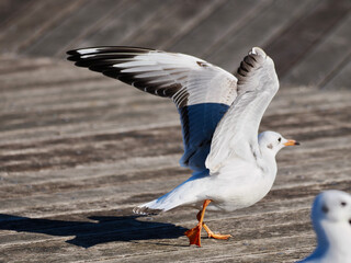 飛び立つユリカモメ1