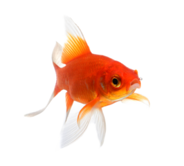 Gold fish Isolation on transparent png