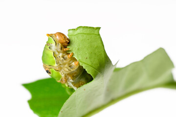 swallowtail green caterpillar eating leaf
