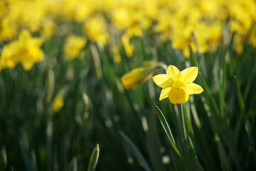 Yellow daffodils in the garden