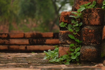 Old Bricks wall Ayutthaya background 