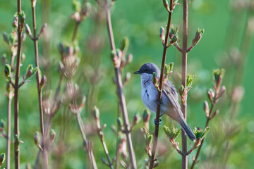 Klappergrasmücke im Frühjahr in der Oberlausitz