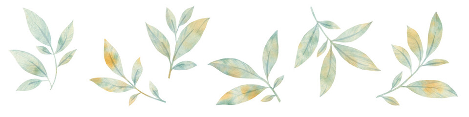 set of watercolor leaves. graceful leaves for design, postcards, invitations, prints. Delicate branches illustration