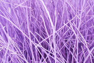 Background image of dyed truffle branches in a variety of colors for website graphic design background making infographics fabric design product packing camera