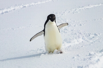 Adelie penguin (Pygoscelis adeliae) on the antarctic peninsula. Standing in snow, looking toward camera. Flippers spread wide. Penguin tracks in the snow behind. 
