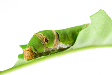 swallowtail green caterpillar