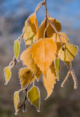 Birch Leaves Under Frost