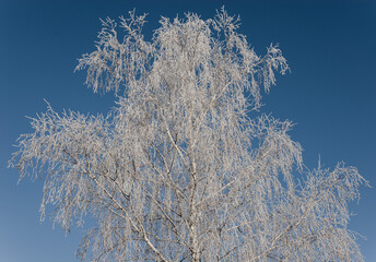 Birch Under Frost