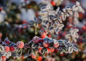 Red Berries Under Frost
