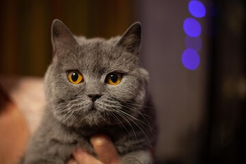 Portrait of a cat with eyes