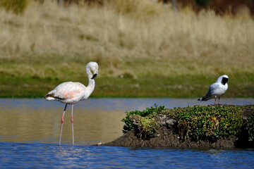 Chilean Flamingo (Phoenicopterus chilensis), beautiful flamingo perched on the shores of a high Andean lake during a sunny morning.
