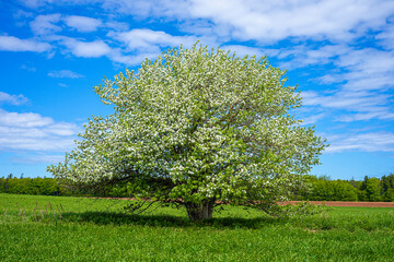 Fototapeta na wymiar Lone apple tree in a farm landscape.