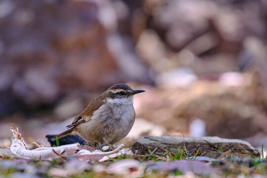 Cream-winged Cinclodes (Cinclodes albiventris), beautiful passerine perched still in the forest.