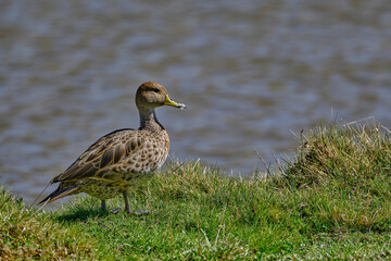 Yellow-billed Pintail (Anas georgica), beautiful duck walking on the grass at the lakeside.