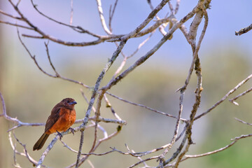 Silver-beaked Tanager (Ramphocelus carbo), beautiful specimen of an adult female perched on a bunch of bananas in the high jungle.