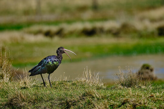 Puna Ibis (Plegadis ridgwayi), a beautiful specimen of this ibis walking on the grass on the shores of the lake seeking its food.