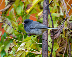 Junco Dark-eyed Photo.  Close-up profile view perched with a foliage background in its environment and habitat surrounding, and displaying grey colour.