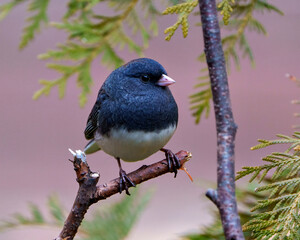 Junco Dark-eyed Photo.  Close-up profile front view perched on a branch with a pink background in its environment and habitat surrounding, and displaying grey colour.