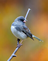 Junco Dark-eyed Photo.  Close-up profile view perched with a beautiful coloured background in its environment and habitat surrounding, and displaying grey and white colour.