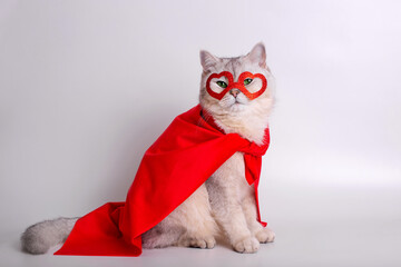 A white cat sits on white background in a red mask in the form of hearts and a red cape.