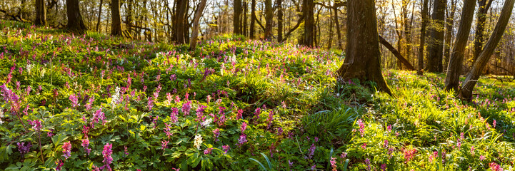Hohler Lerchensporn, Corydalis cava, bildet im Frühjahr einen Teppich voller Blüten im Laubwald,...