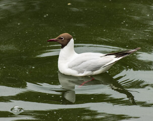 seagull bird near the water