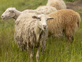 sheep in nature on the grass